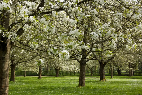 Flowers Japanese White Cherry Trees Blooming Spring — Stock Photo, Image