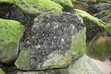 Siyah ve yeşil yosunlar bir kayaya, Normandiya Fransa