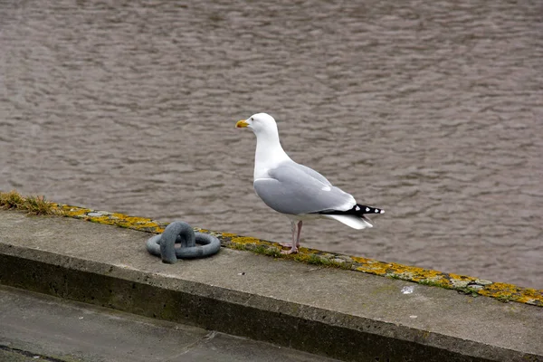 Gull Kanten Kaiene Til Trouville Deauville Normandie Frankrike – stockfoto