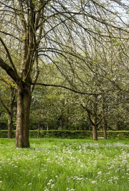 Japon kiraz çiçekleri bahar (near Paris, Fransa).