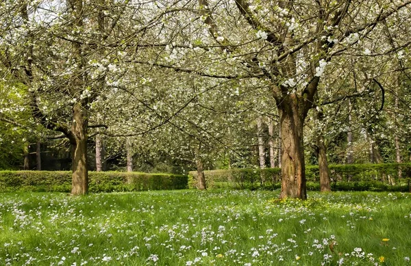 Les Cerisiers Japonais Fleurissent Printemps Près Paris France — Photo