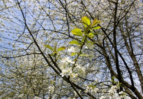 Japanese Cherry Blossoms Spring Paris France — Stock Photo, Image