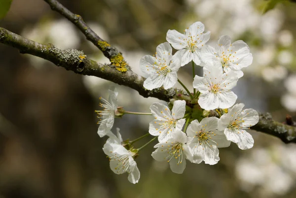 Japanese Cherry Blossoms Spring Paris France — Stock Photo, Image