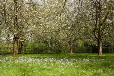 Japon kiraz çiçekleri bahar (near Paris, Fransa).