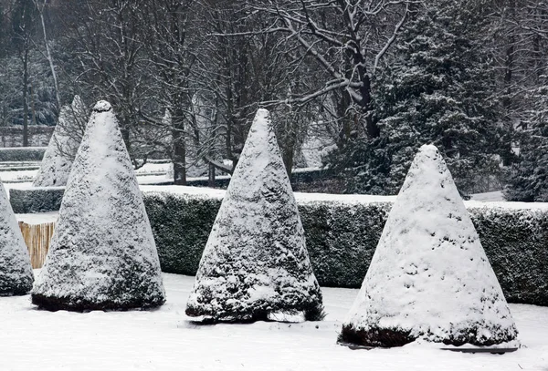 Yews Κάτω Από Χιόνι Γαλλικών Κήπο Γαλλία — Φωτογραφία Αρχείου