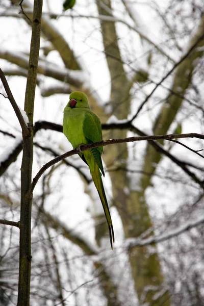 Collared Parakeet Winter Paris France — Stock Photo, Image