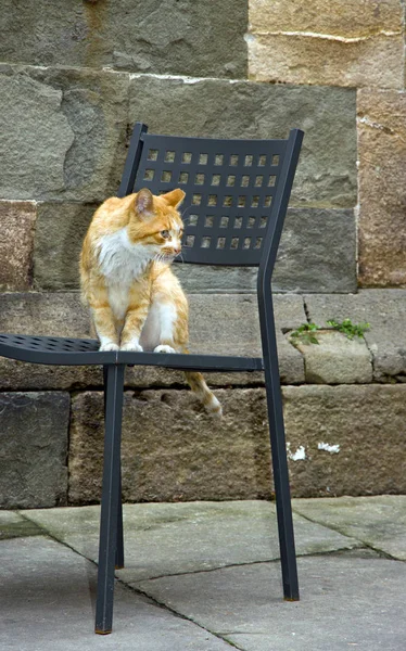 Little Red Cat Sitting Chair Lucca Italy Tuscany — Stock Photo, Image