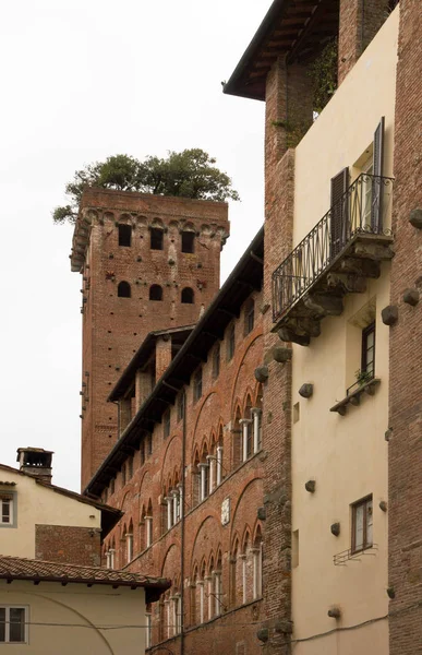 Torre Guinigi Vía Andrea Lucca Toscana Italia — Foto de Stock