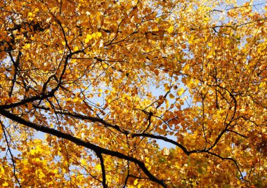 Altın Sonbahar ağaçlar gökyüzüne