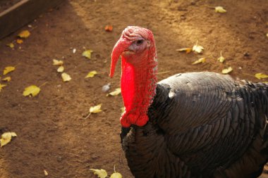Türkiye'de bir hayvanat bahçesi portresi