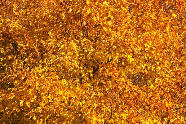 Folhas Douradas Parque Outono — Fotografia de Stock
