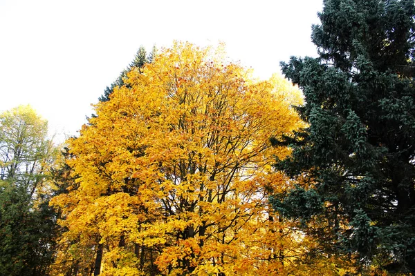 Himlen Genom Gyllene Höstträd — Stockfoto