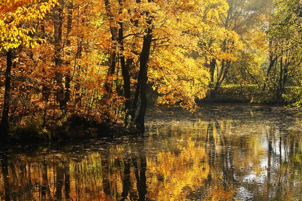 Herbstbäume Über Dem Wasser — Stockfoto