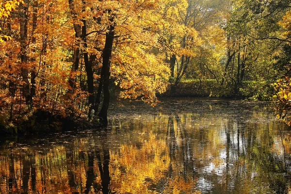 Sonbahar ağaçlar su üstünde