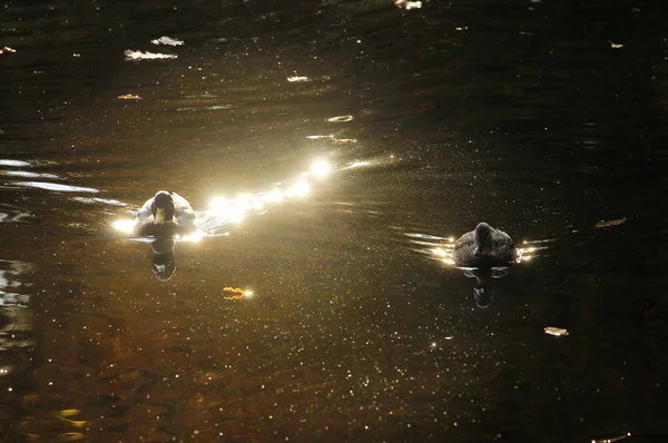 Pływające Kaczki Rzece Parku — Zdjęcie stockowe