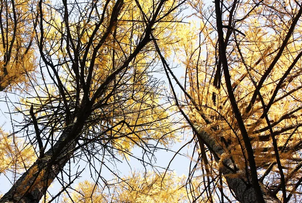Ellowed Modříny Parku Podzim — Stock fotografie