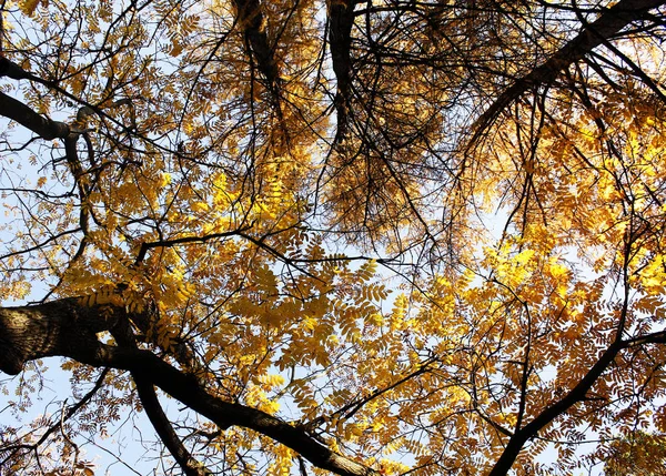 Himlen Genom Gyllene Höstträd — Stockfoto