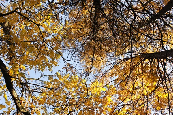 Himlen Genom Gyllene Höstträd — Stockfoto