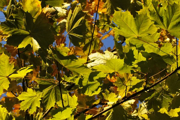 Foglie Acero Nel Parco Autunno — Foto Stock