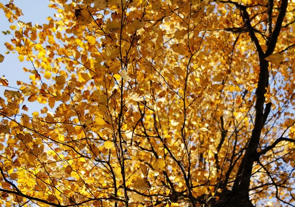 Altın Sonbahar ağaçlar gökyüzüne