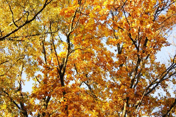 Altın Sonbahar ağaçlar gökyüzüne