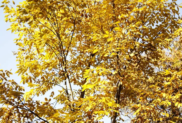 Der Himmel Durch Goldene Herbstbäume — Stockfoto