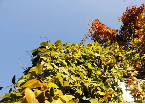 Autumn leaves on the background of the house