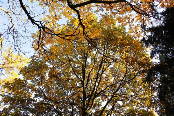 Der Himmel Durch Goldene Herbstbäume lizenzfreie Stockbilder
