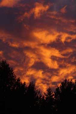 Kırmızı günbatımı gökyüzü karanlık ağaçları ile