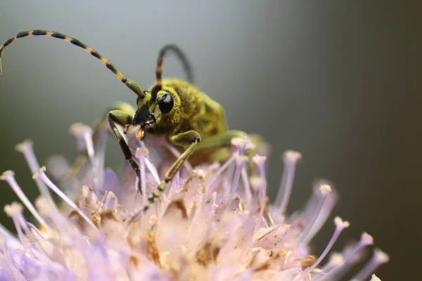 Beetle Rosa Lök Blomma — Stockfoto