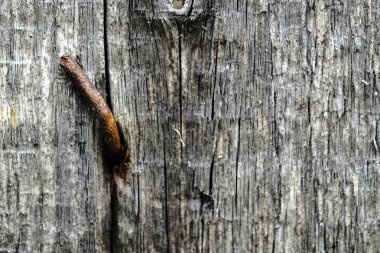 eski bir ahşap soyma yüzeyinde paslı demir çivi. ahşap arka plan