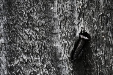 eski bir ahşap soyma yüzeyinde paslı demir çivi. ahşap arka plan