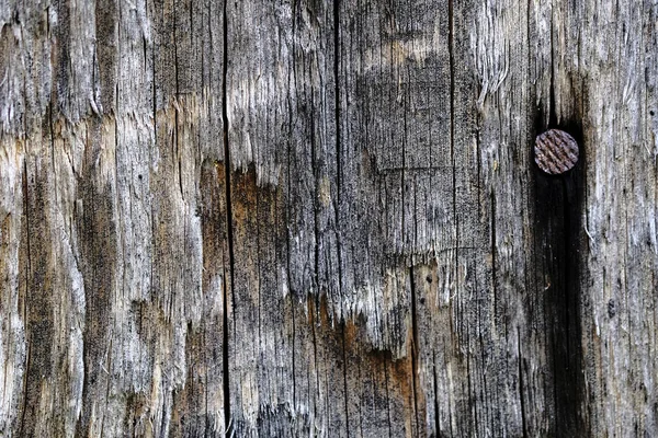 Rostiga järn naglar i en gammal träpeeling yta. trä bakgrund — Stockfoto