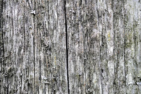 Moss on an old peeling wooden surface. textural background — Stock Photo, Image