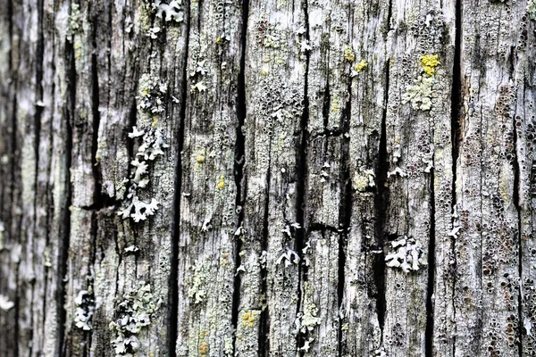 Musgo em uma superfície de madeira de descascamento velha. fundo textural — Fotografia de Stock