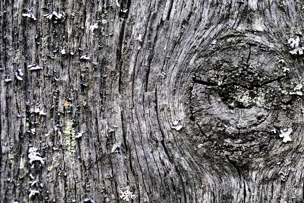 Mos op een oude peeling houten oppervlak. texturale achtergrond — Stockfoto