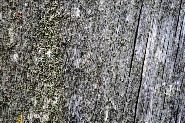 Mossa på en gammal peeling träyta. textural bakgrund — Stockfoto