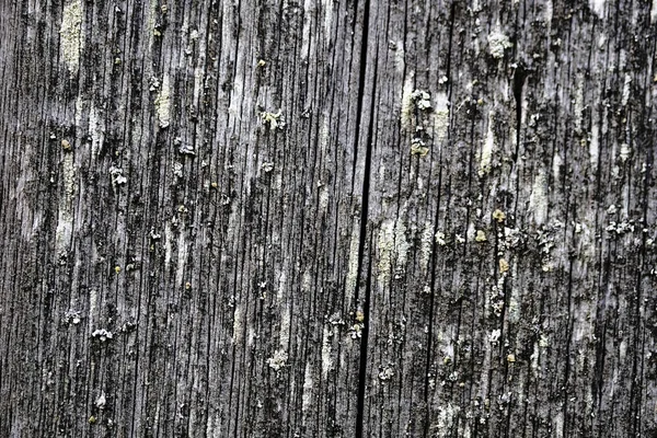 Musgo em uma superfície de madeira de descascamento velha. fundo textural — Fotografia de Stock