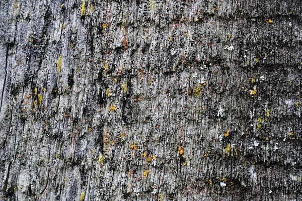 Muschio su una vecchia superficie di legno peeling. sfondo strutturato — Foto Stock