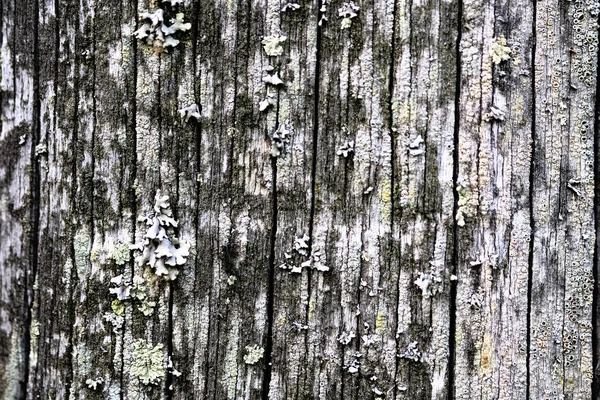 Moos auf einer alten abblätternden Holzoberfläche. Textueller Hintergrund — Stockfoto