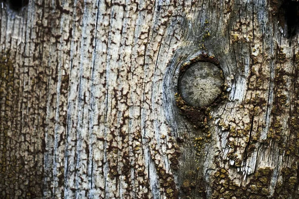 Knopen op een oud houten oppervlak. hout textuur. de achtergrond. — Stockfoto