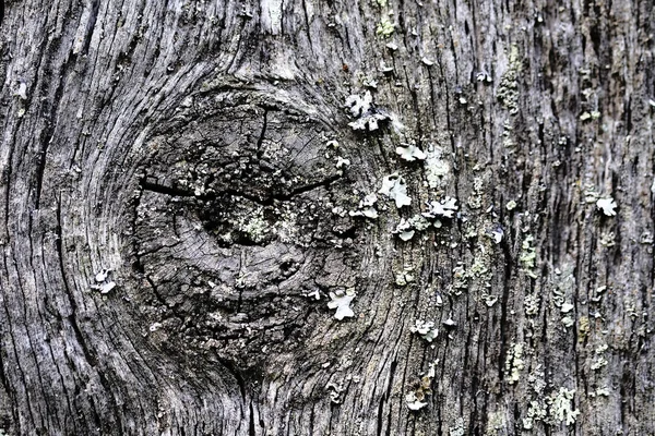 Knoten auf einer alten Holzoberfläche. Holzstruktur. der Hintergrund. — Stockfoto