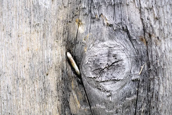 Knots on an old wooden surface. wood texture. the background. — Stock Photo, Image