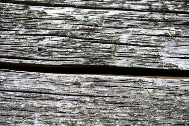 Eski ahşap bir yüzeyde yosun. retro duvar arkaplanı.