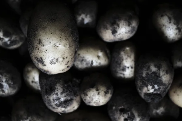 Uprawa ziemniaków rozrzucona po ziemi. tło. — Zdjęcie stockowe