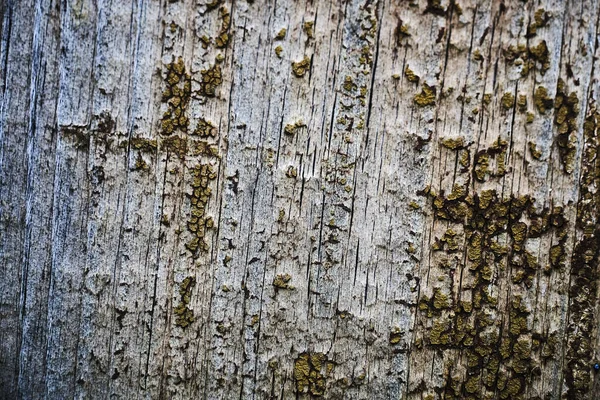 Muschio su una vecchia superficie di legno. retro sfondo della parete. — Foto Stock