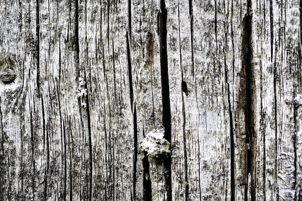 Musgo em uma superfície de madeira velha. fundo da parede retro. — Fotografia de Stock