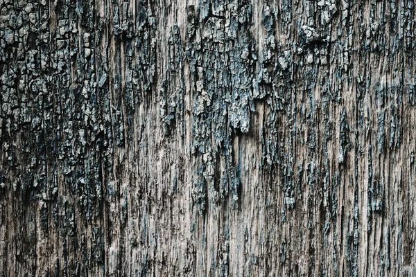 Мох на старой деревянной поверхности. фон ретро-стены. — стоковое фото