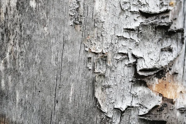Мох на старой деревянной поверхности. фон ретро-стены. — стоковое фото