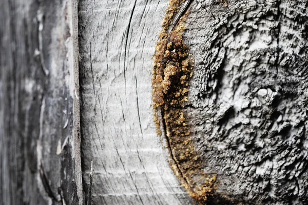 Muschio su una vecchia superficie di legno. retro sfondo della parete. — Foto Stock